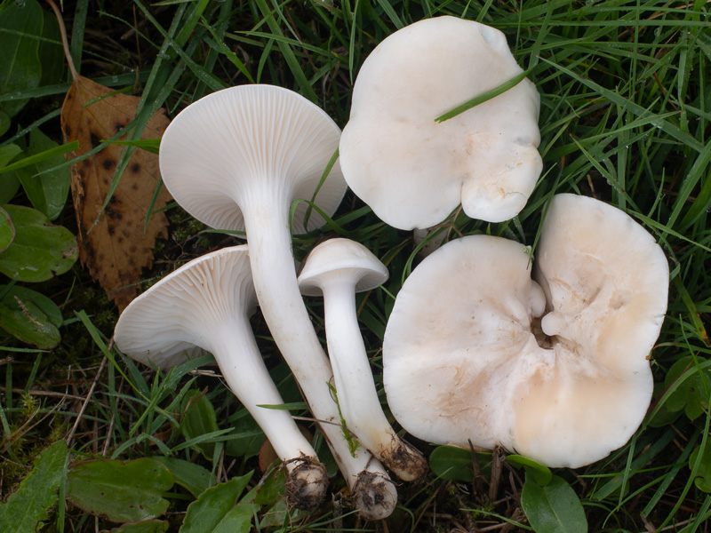 Hygrocybe pratensis var. pallida